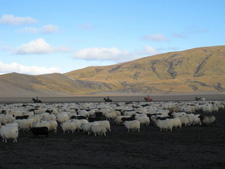 Iceland-Iceland Shorts-Sheep Round-Up on Horseback